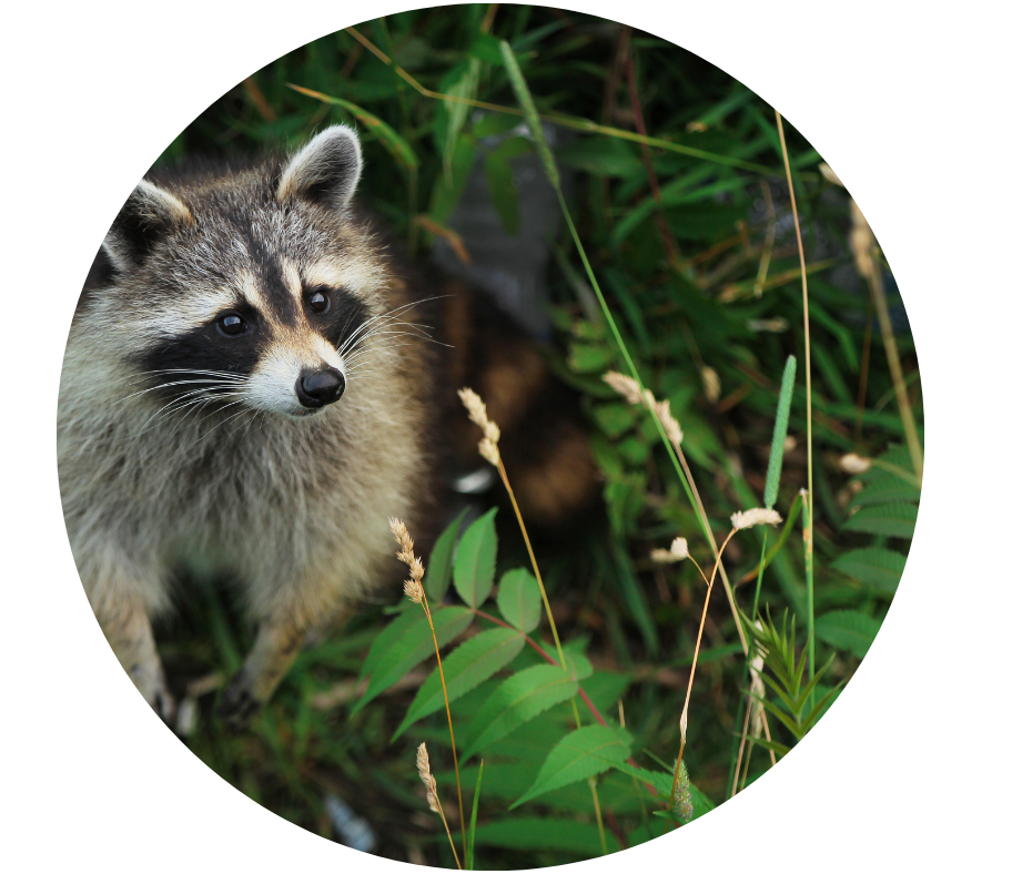 Photo of a Racoon