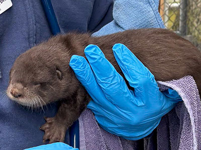 Photo of River Otter