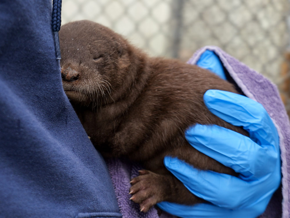 Photo of River Otter