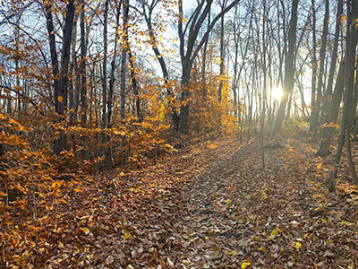 Photo of trees in Fall