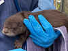 Photo of River Otter